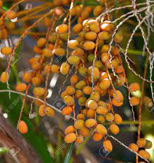 Branches of fresh coconuts growing on palm trees. Orange Fruits Of Dates On A Palm Tree Stock Photo Picture And Royalty Free Image Image 130655501