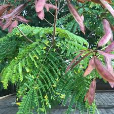 Image result for Limeum pterocarpum