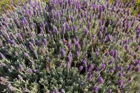 Many species including dentata, stoechas, intermedia and angustifolia. French Vs English Lavender How Are French And English Lavender Different