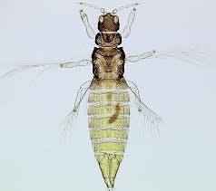 Image result for Helichrysopsis