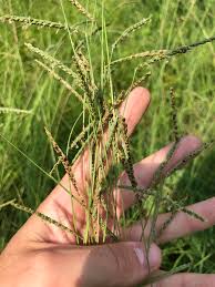 Image result for Paspalum plicatulum