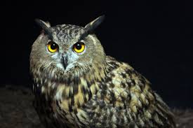 Image result for owl photos
