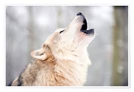 Browse our content now and free your phone. Wolf Howling In The Forest Posters And Prints Posterlounge Com