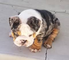 English bulldog male is looking for new owner and forever home. Black Tri Merle English Bulldog English Bulldogs Deluxe Bulldogs Adoption Providing Quality Akc Bulldog Puppies