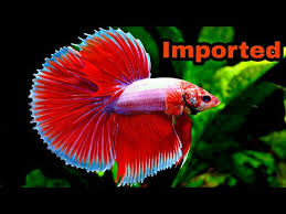 Wholesale Imported Betta Fish Available At Kerala Halfmoon Crown Tail Double Tail Youtube