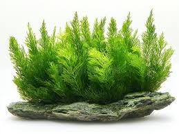 Image result for Zostera capensis