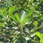 Image result for Terminalia phanerophlebia