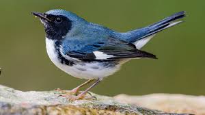 That implies it is relatively east to identify it and appreciate its plumes of black and brilliant blue. Black Throated Blue Warbler Audubon Field Guide