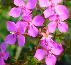 Image result for Dissotis