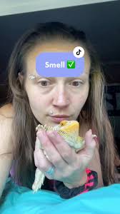 Scented Candle Same Room As Bearded Dragon