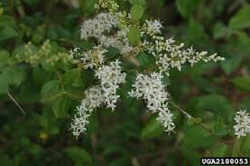 Image result for Ligustrum sinense