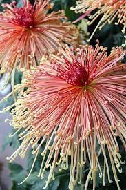 Japanese Chrysanthemum Unusual Flowers Beautiful Flowers Amazing Flowers