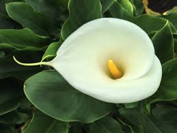 Place the lily plant in a new, large pot (6 inches in diameter) and refill it with fertile potting medium. How To Grow Calla Lilies Indoors Or Outdoors Dengarden