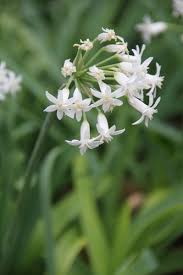 Image result for Tulbaghia cameronii