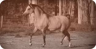 KAEL PARK SPANISH ARABIANS