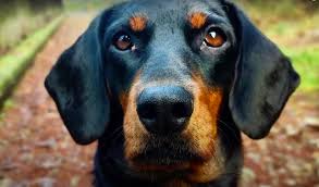 Image result for slovenský kopov