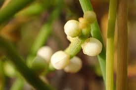 Image result for Cassytha filiformis