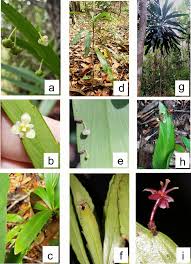 Image result for Phyllanthus boehmii