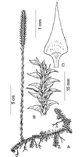 Image result for Lycopodiella caroliniana