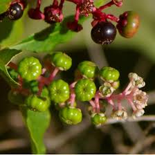Image result for Phytolacca