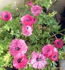 Inventory of the plants of pakistan. Winter And Spring Flowering Annuals