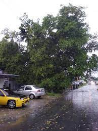 Getah beracun dari pokok itu banyak kegunaannya, ianya telah sebatang pokok lagi tumbang di jalan silibin, taman malcop yang menghempap kereta. Pokok Tumbang In English