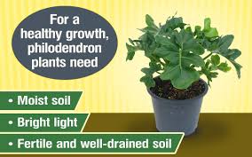 Maybe you would like to learn more about one of these? A List Of Non Flowering Houseplants To Help You Make A Good Choice Gardenerdy