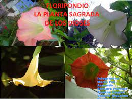 La escopolamina o burundanga es un alcaloide que posee un uso terapéutico por sus efectos antimuscarínicos y anticolinérgicosque. Floripondio