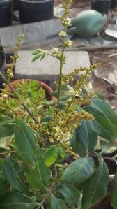 Check spelling or type a new query. 3 Tall Longan Tree Starting To Flower Fruit Should I Cut It Off
