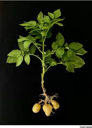 Image result for Solanum tuberosum