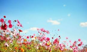 Download and use 100,000+ beautiful flowers stock photos for free. The 10 Most Beautiful Summer Flowers For The Garden