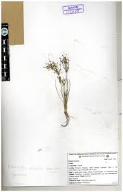 Image result for Bulbostylis schoenoides