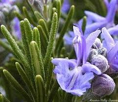 Image result for Rosmarinus officinalis