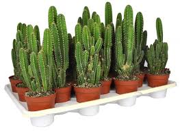 They've evolved a wide variety of spines to thrive in the unforgiving desert and some can snare you more easily than others. Types Of Cactus Plants And How To Take Proper Care Of Your Own