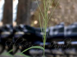 Image result for Leptochloa uniflora