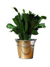 An elegant, historic reception and event memorial house is now on twitter! Sympathy Plants And Funeral Trees The Best Memorial Gift Fertilizer For Plants Homemade Plant Fertilizer Plants