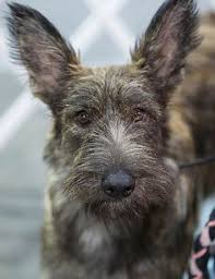 High gloss finish cheap kitchen cabinet grey base cabinet and white wall cabinet. 32 Berger Picard Ideas Picard Berger Dogs