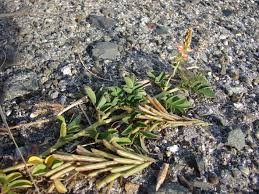 Image result for Indigofera hendecaphylla