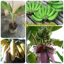 We did not find results for: Jual Bibit Pisang Janten Atau Lilin Kab Lampung Timur Azzahra Berkah Bibitku Tokopedia