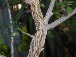Image result for Commiphora