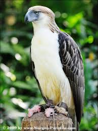 Bird That Sounds Like A Monkey Philippine Eagle Philippine Eagle Eagle Beautiful Birds