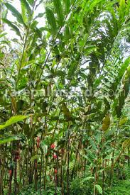 Image result for Etlingera elatior