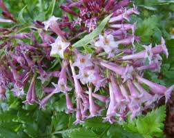Image result for Cestrum × cultum