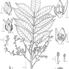 Image result for Pachylobus osika