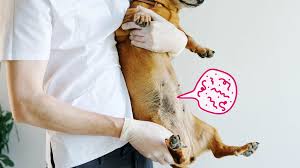 Parasites in Dogs: Causes, Symptoms, and Treatment | BetterVet