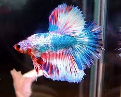 Fish Siamesefightingfish Betta Betta Fish Tank Betta Betta Fish