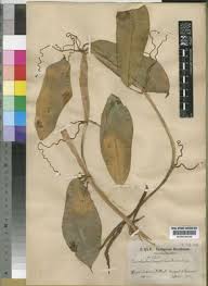 Image result for Centemopsis filiformis