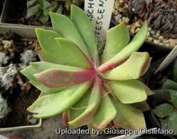 Image result for Anacampseros rhodesica