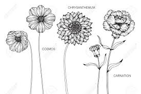 Touch device users, explore by touch or with swipe gestures. Cosmos Chrysanthemum Carnation Flower Drawing And Sketch With Royalty Free Cliparts Vectors And Stock Illustration Image 89404861