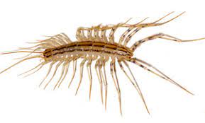 Getting Rid Of Centipedes How To Kill Centipedes